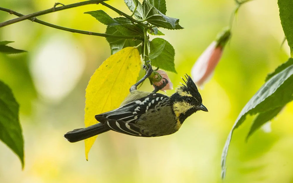 Birdwatching Experience